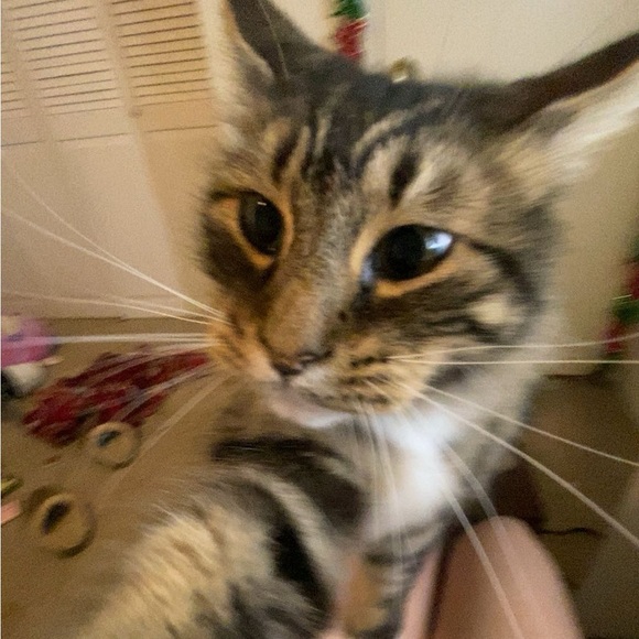 Meet your Posher, Remy - Picture 1 of 1